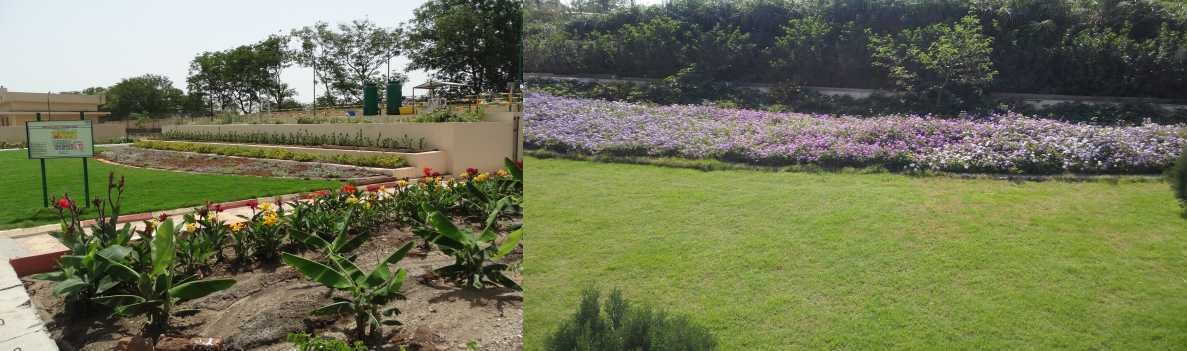 Cipla Indore
